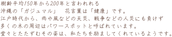 樹齢平均150年から200年と言われれる 沖縄の「ガジュマル」 花言葉は「健康」です。 江戸時代から、雨や風などの天災、戦争などの人災にも負けず 多くの木の周辺はパワースポットと呼ばれています。 堂々とたたずむその姿は、私たちを励ましてくれているようです。